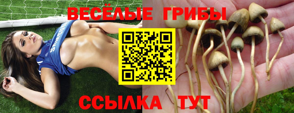 Галлюциногенные грибы Cubensis  Вход с VPN  Кандалакша  Псилоцибиновые грибы MAGIC MUSHROOMS 